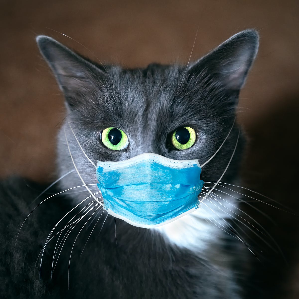 Cat with a mask